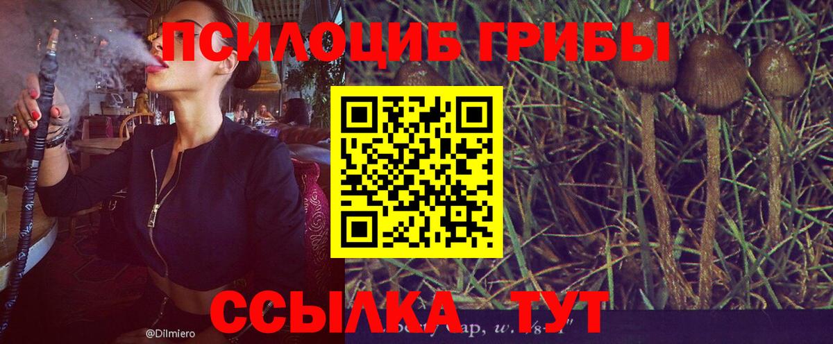 где можно купить   Галлюциногенные грибы Cubensis  Вход с VPN  Краснокамск  Псилоцибиновые грибы прущие грибы 